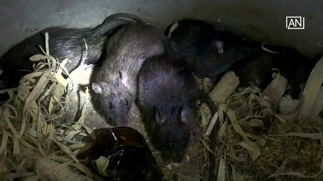 Animal farm offers ricefield rats for sale | TheStarTV.com