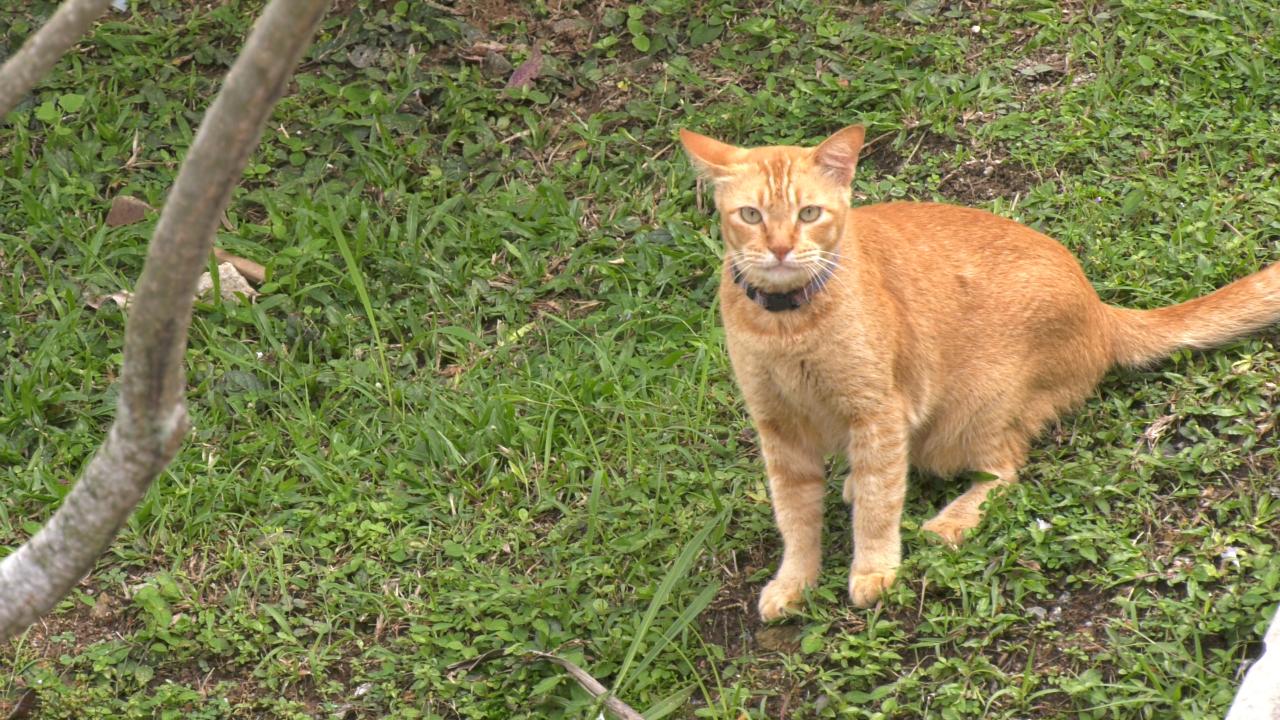 Cat Astrophe At Wangsa Maju Condo Thestartv Com