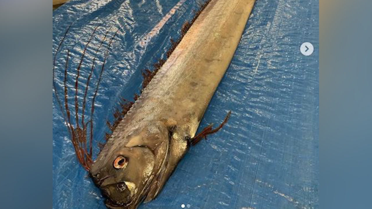 2025 japan earthquake and tsunami oarfish