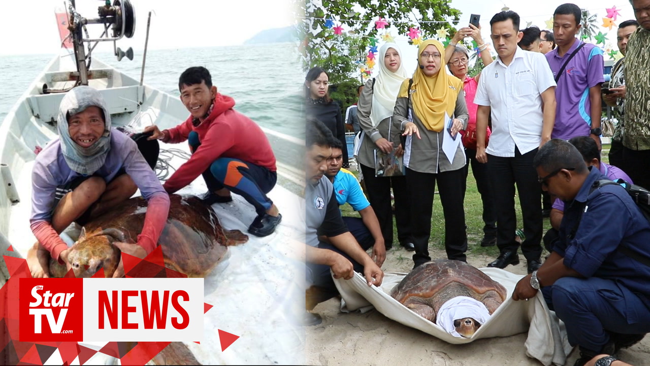 Cheers as rescued loggerhead turtle returns to the sea | TheStarTV.com