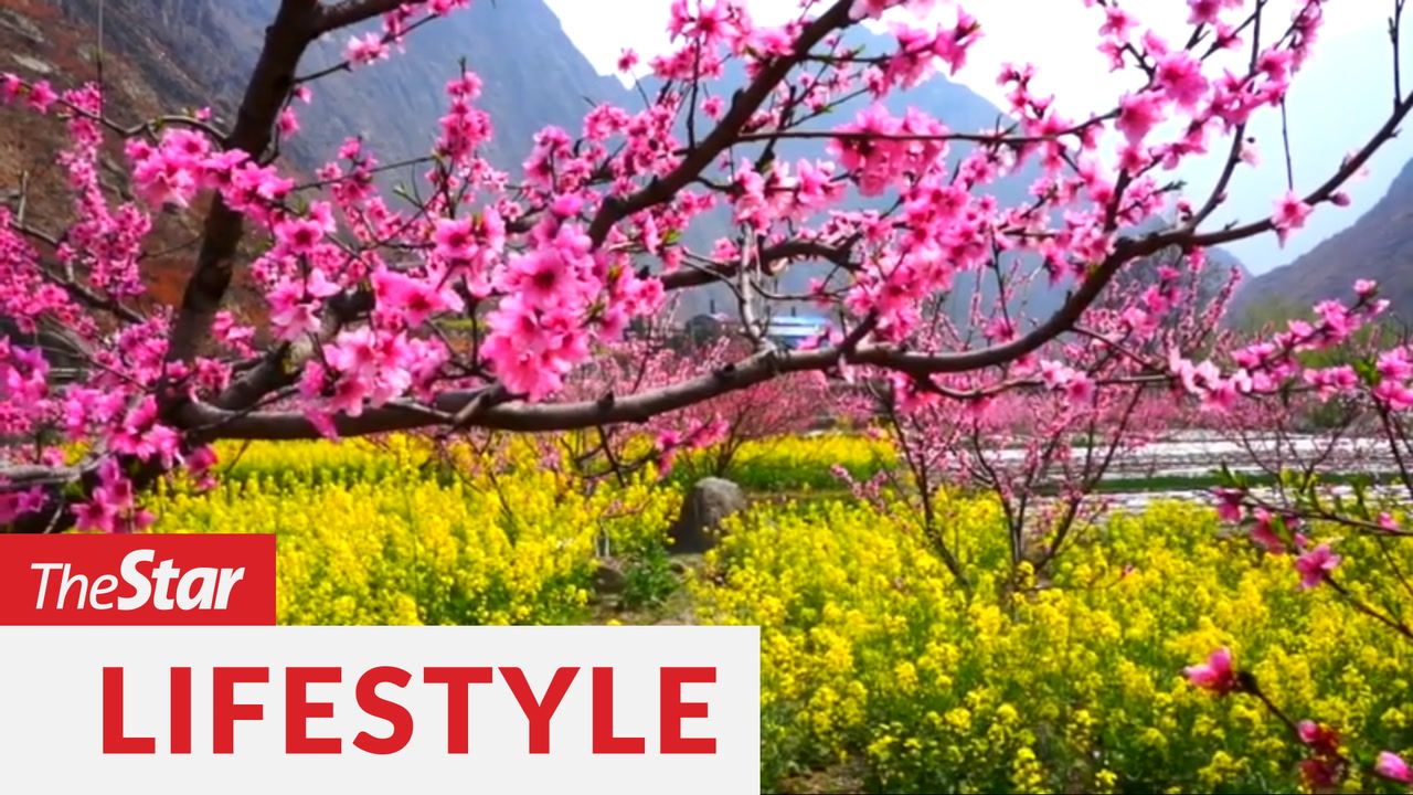 Early spring flowers bloom in northwest China | TheStarTV.com