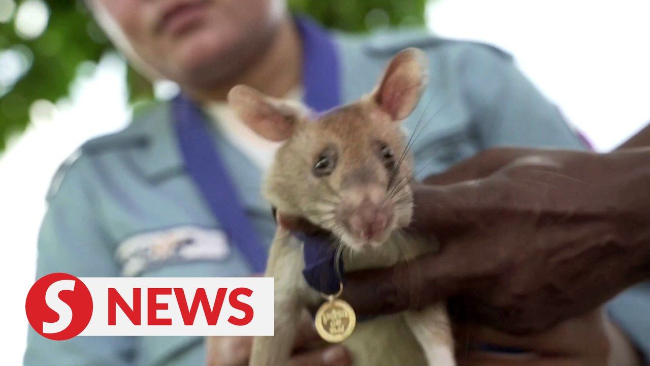 Landmine-sniffing 'hero' rat awarded gold medal | TheStarTV.com