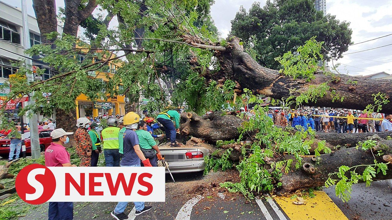 Driver killed as tree falls on car in Penang | TheStarTV.com