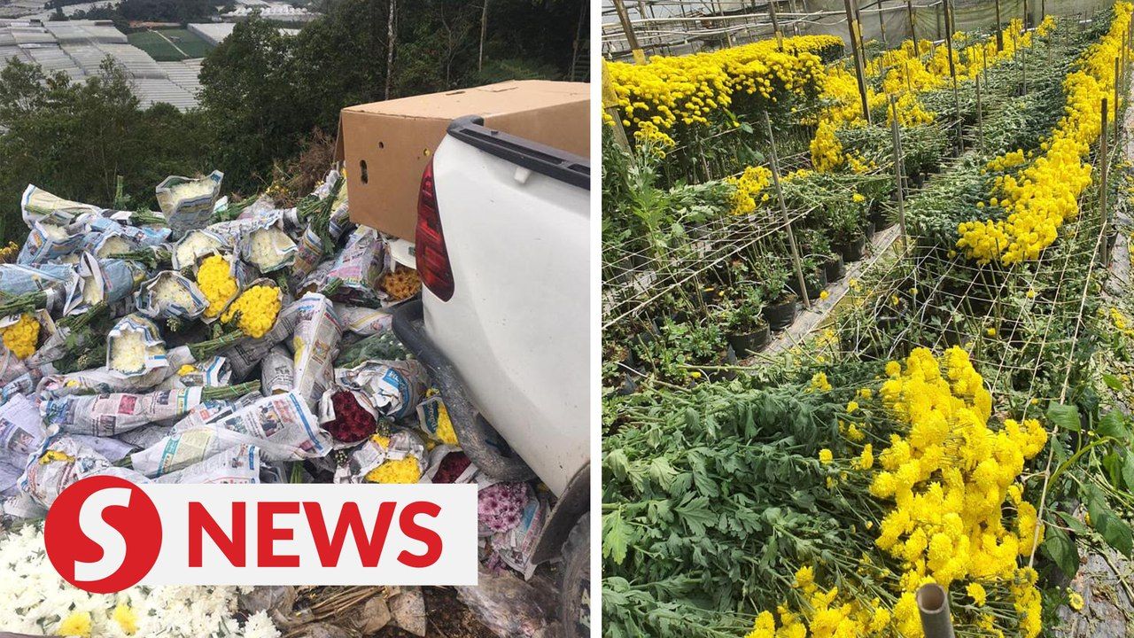 Flower farmers dump harvest every day due to lockdown | TheStarTV.com