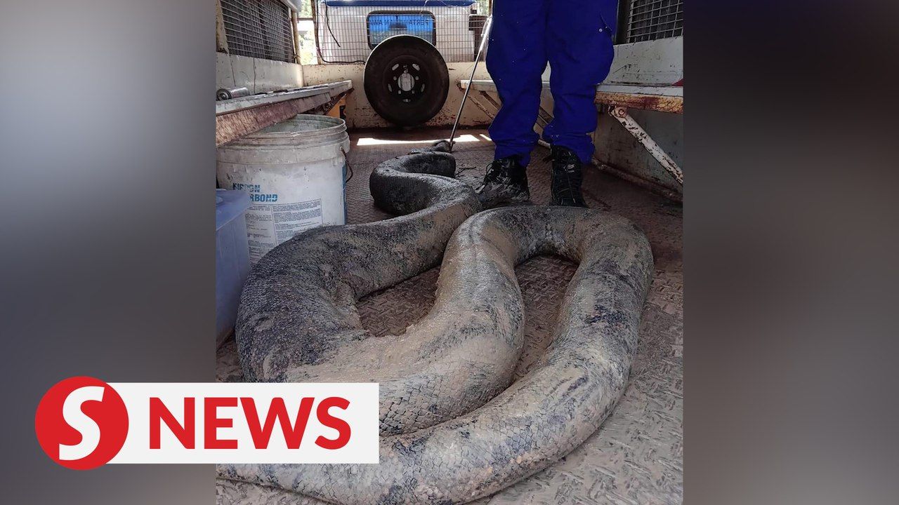 Snakes alive! Civil Defence remove two massive pythons at T'ganu ...