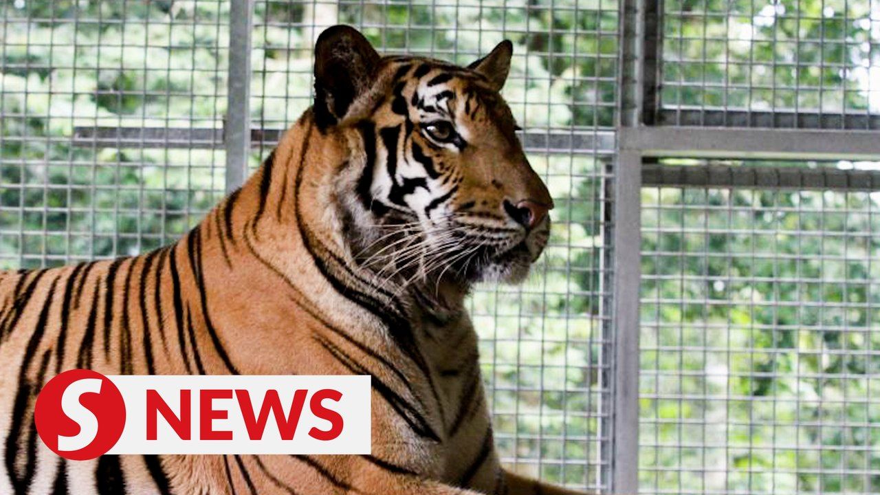 Fewer than 150 Malayan tigers left in Malaysia, says Takiyuddin ...
