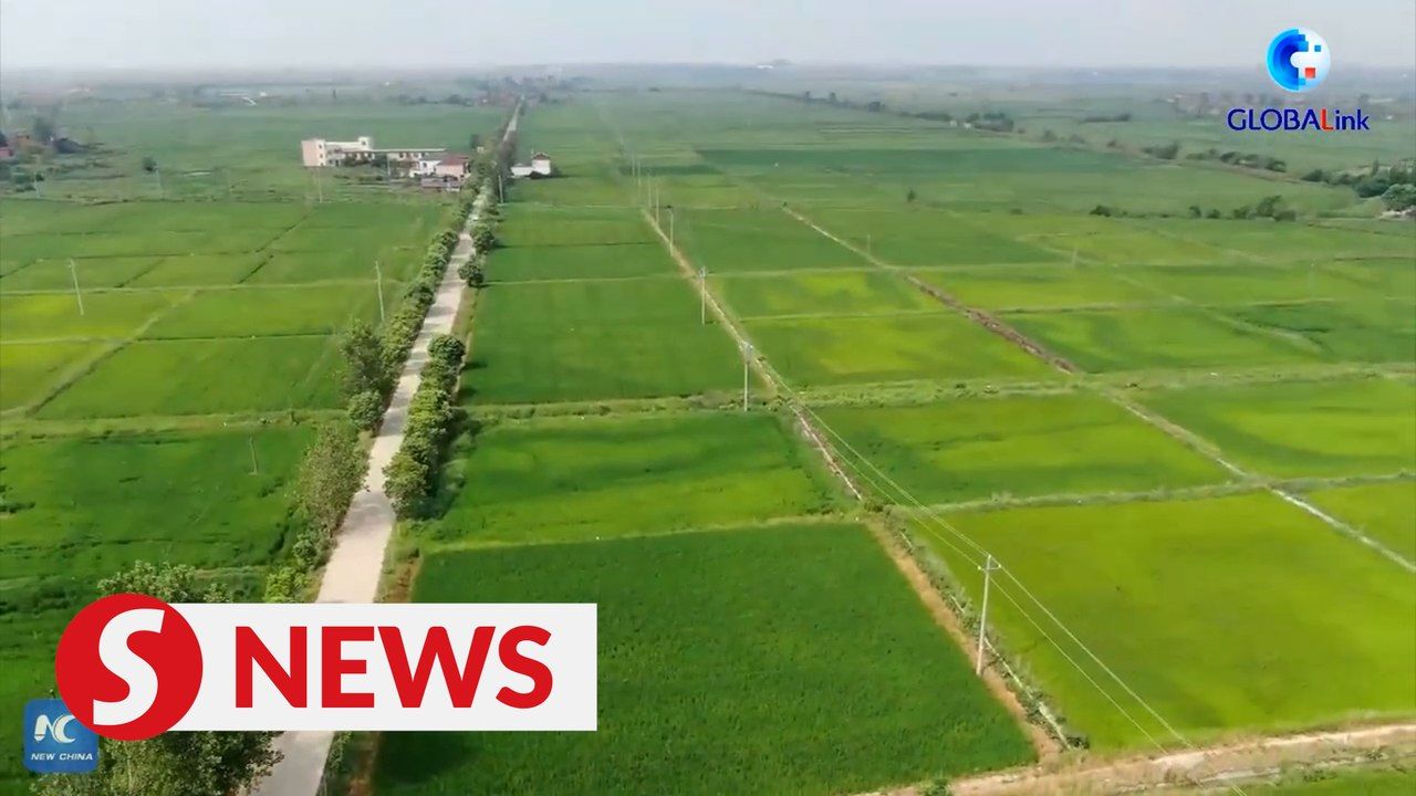 China's major rice-producing province vows to secure grain harvest ...