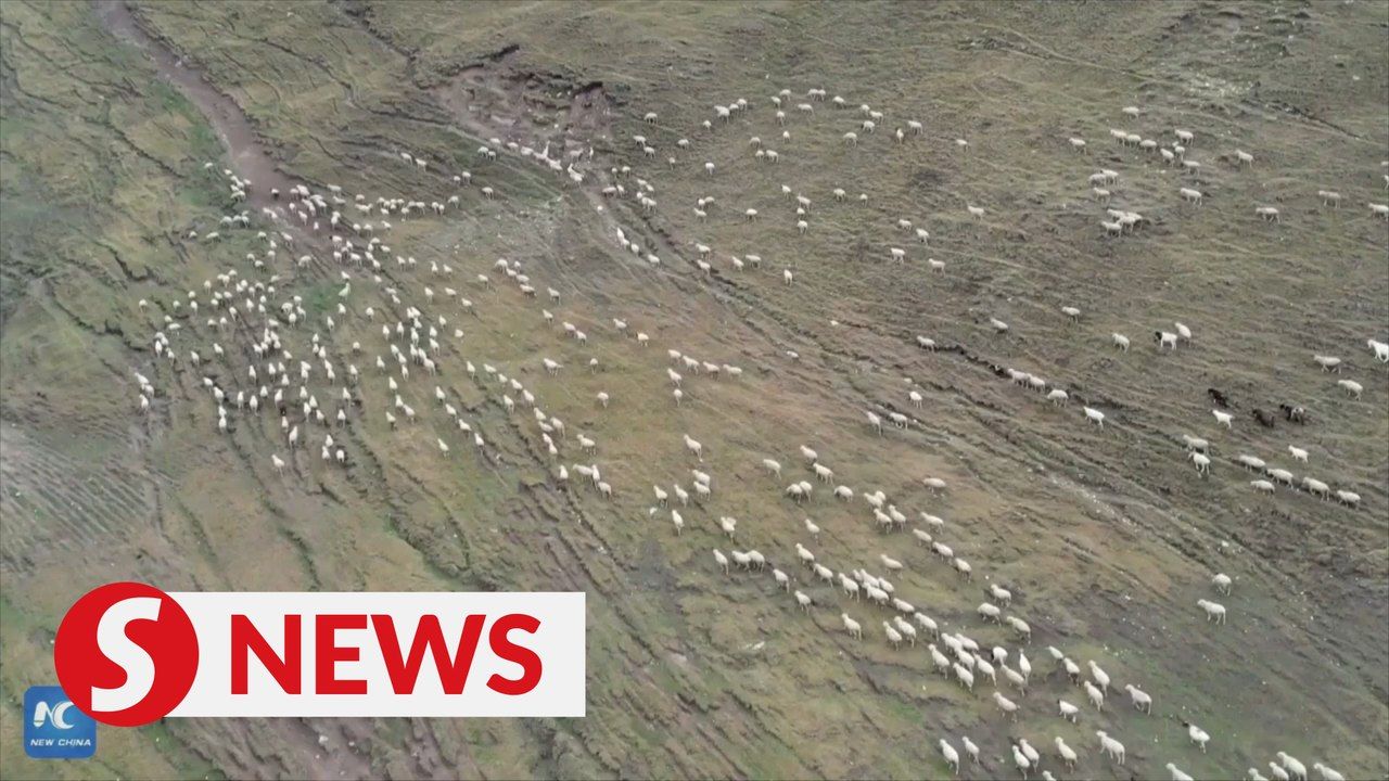 100,000 livestock start autumn migration in Xinjiang