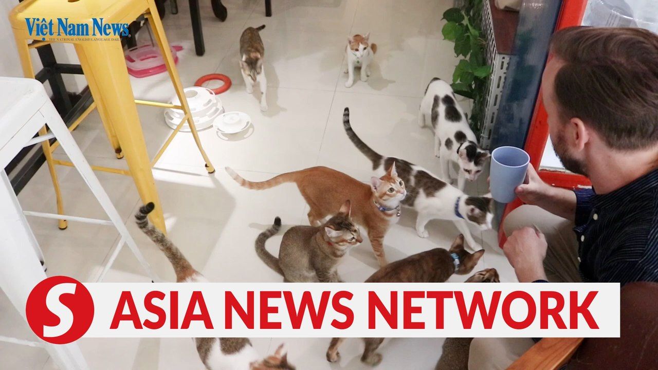Vietnam News | Expat-owned cafe helps with stray cat adoption ...