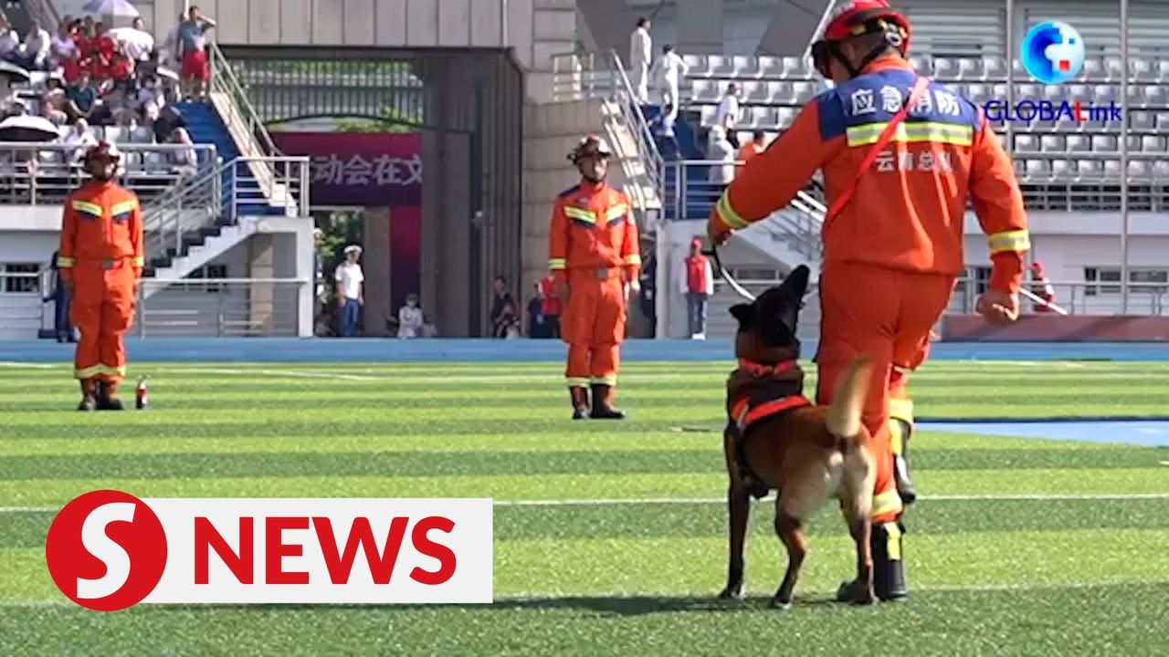 Highly coordinated fire service dog agility display