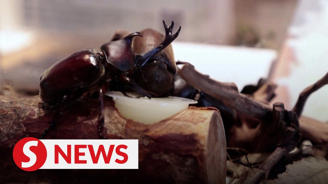 Tokyo cafe revives Japan's insect eating past | TheStarTV.com