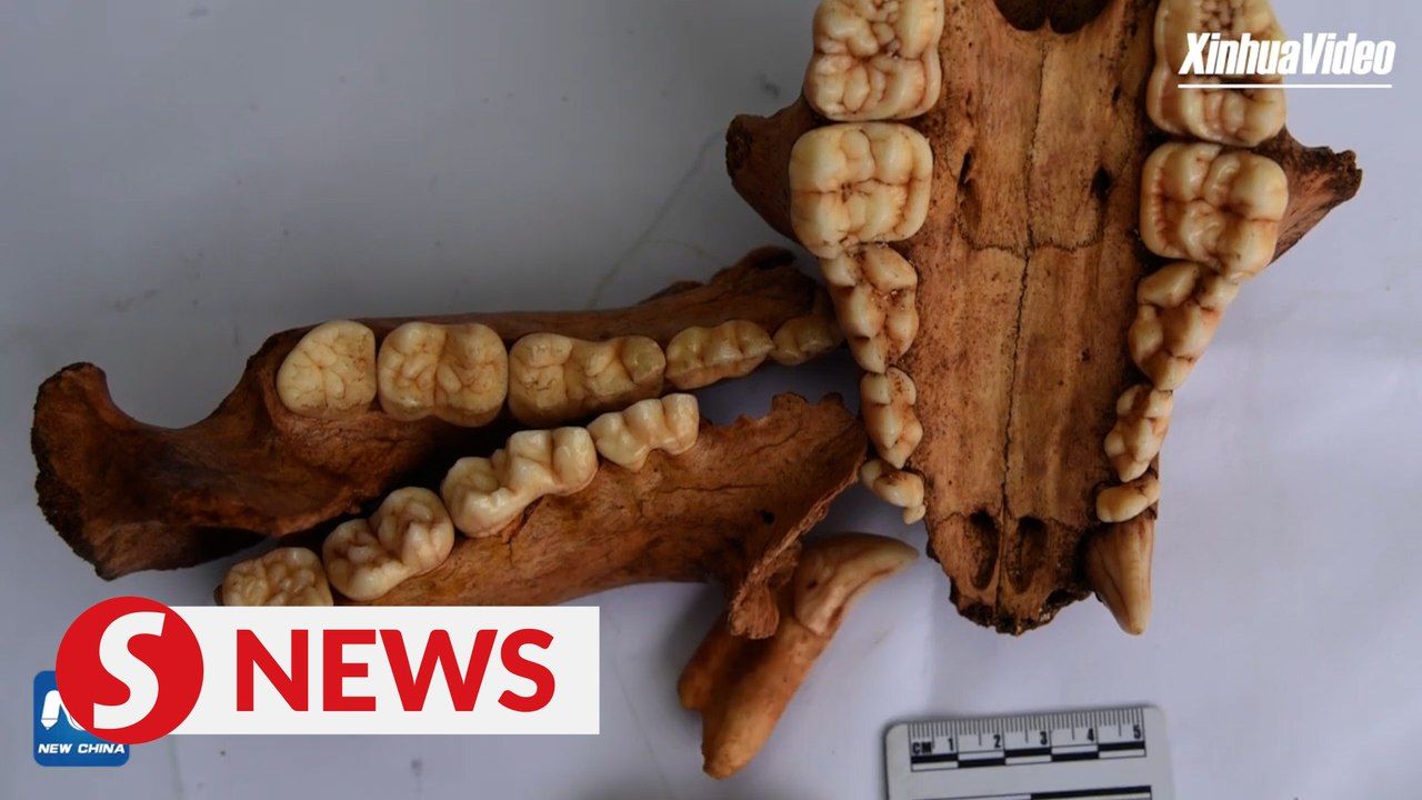 Giant panda remains discovered in Asia's longest cave | TheStarTV.com