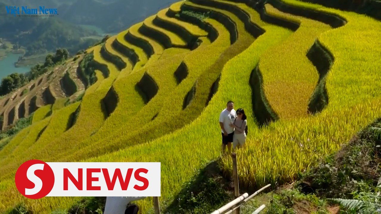 Vietnam News | Mu Cang Chai Ripening Rice Season | TheStarTV.com