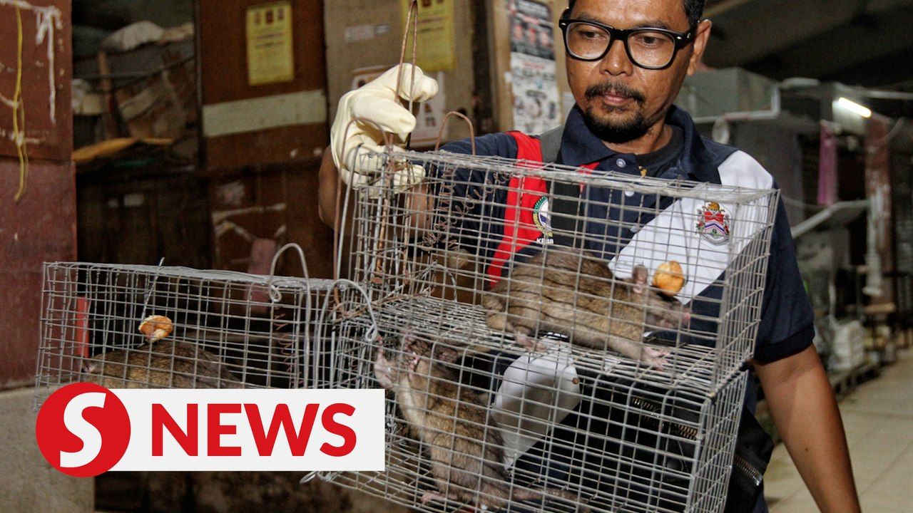 Getting to grips with rats | TheStarTV.com
