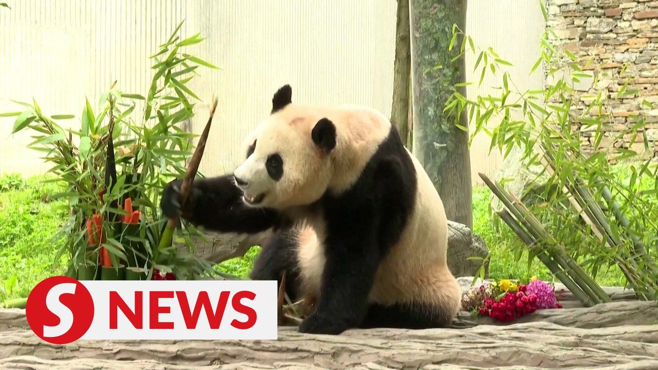 South Korea-born panda Fu Bao makes first public appearance in China ...