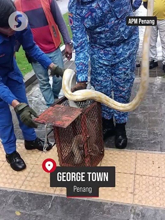 Rare albino python caught during morning crawl in Penang | TheStarTV.com