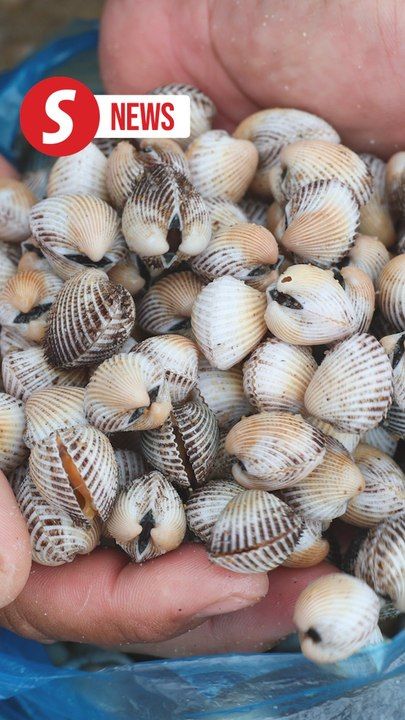 Cook your cockles: No toxins but high bacteria levels found in Dungun ...