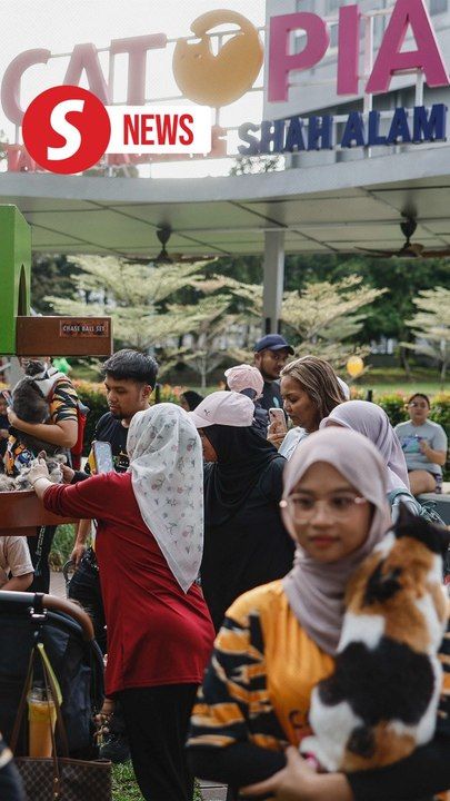 Cat park attracts over 1,500 visitors since its opening in July ...