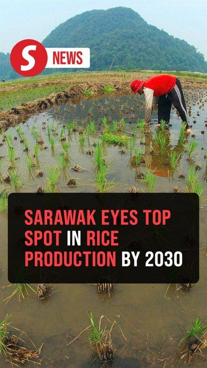 Sarawak could replace Kedah as country's 'rice bowl' by 2030, Dewan ...
