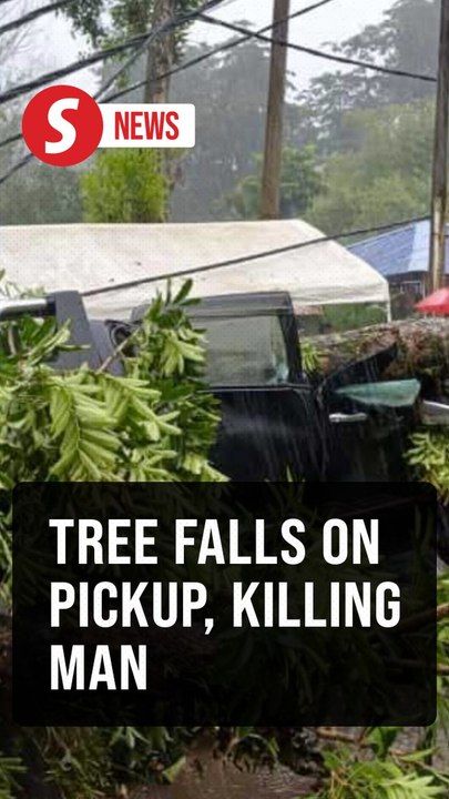 Man killed after tree falls onto pickup truck in Hulu Selangor ...