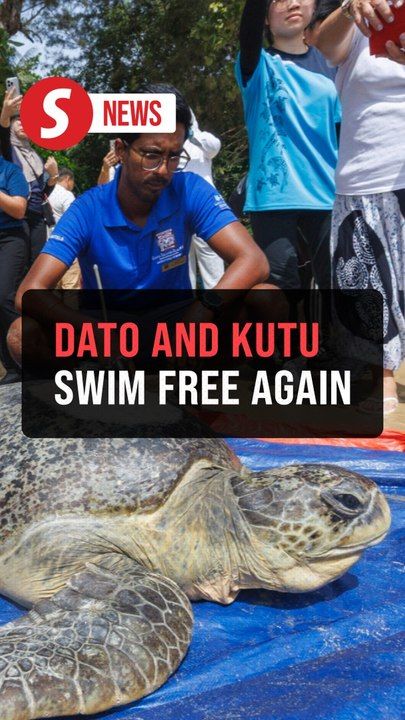 Rescued sea turtles Dato and Kutu return to the sea after ...