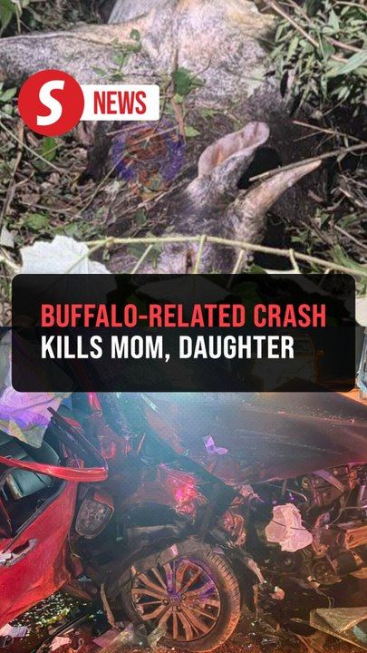 Mother and daughter killed in crash involving buffalo, car, 4WD in ...
